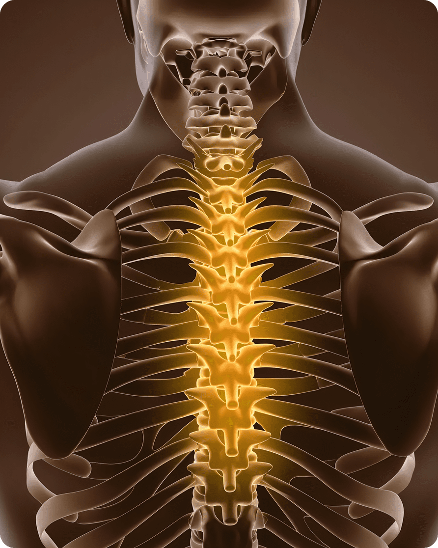 Human spine with highlighted vertebrae illustration.