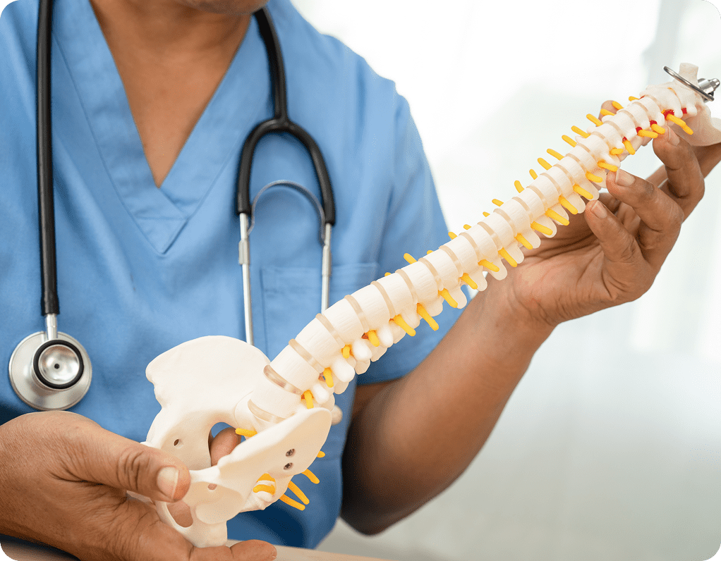 Doctor holding a human spine model.